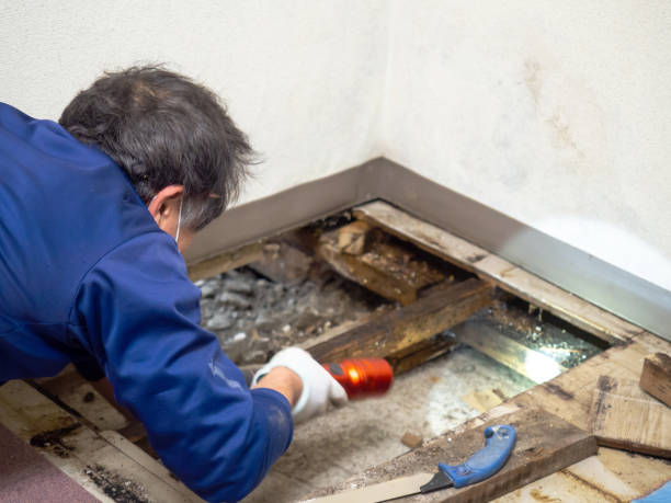 Best Same-Day Mold Removal  in West Park, CA