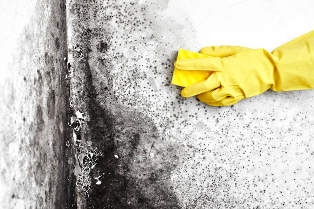 Mold Testing and Removal in West Park, CA