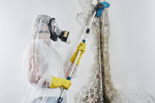 Best Mold Damage Repair  in West Park, CA
