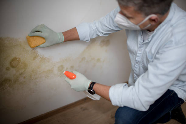 Trusted West Park, CA Mold Removal Experts