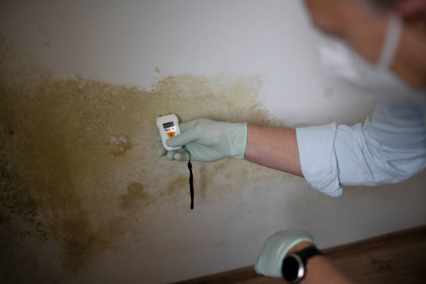 Attic Mold Removal in West Park, CA
