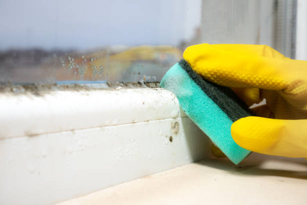 Best Mold Removal Near Me  in West Park, CA