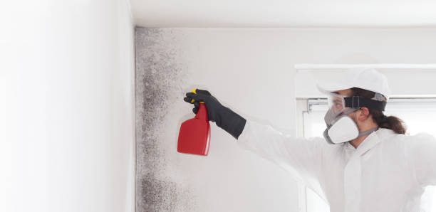 Best Black Mold Removal  in West Park, CA