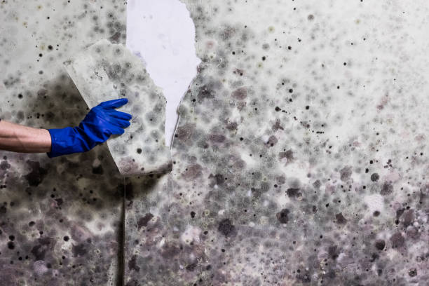 Best Affordable Mold Removal  in West Park, CA