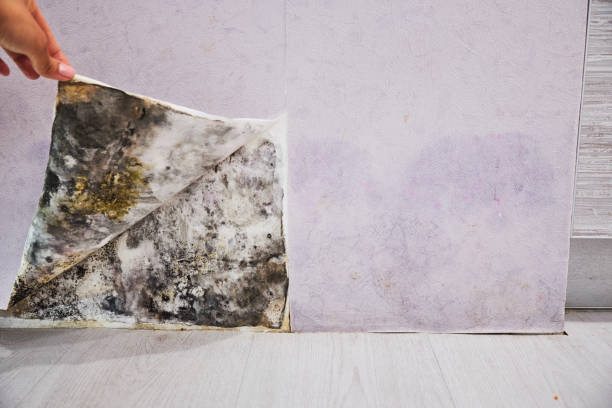 Best Mold Testing  in West Park, CA